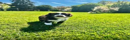 Mixed Breed dogs for sale: Arlow - Advert 12