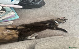 Domestic Shorthair cats for sale: 1yr old tortoiseshell looking for a loving home - Image 4