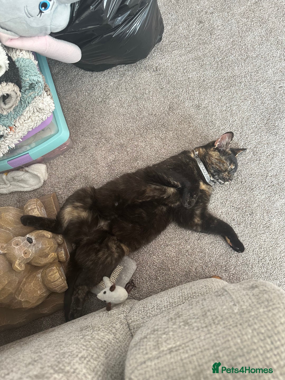 Domestic Shorthair cats for sale: 1yr old tortoiseshell looking for a loving home - Image 4