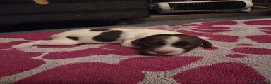 Bonnie