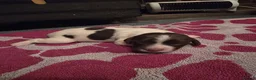 English Springer Spaniel dogs for sale: Beautiful Liver & White Springer Spaniel Puppies - Advert 14