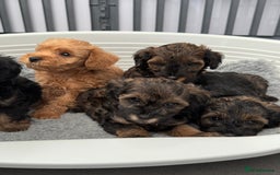 Schnoodle dogs for sale: F1 Puppy schnoodles - Image 10