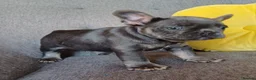 French Bulldog dogs for sale: Ready now, quality French Bulldog Puppies  - Advert 38