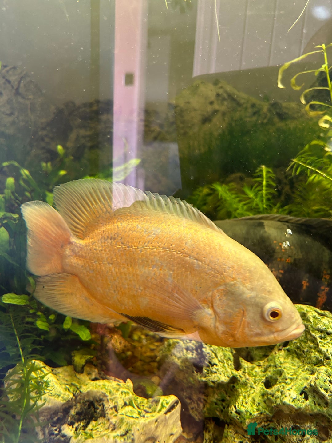Cichlids fish for sale: Pair of Oscar’s for sale  - Image 3