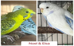 Budgerigars birds for sale: Hand Tame Budgie Chicks - Ready Soon in Chipping Norton - Image 4