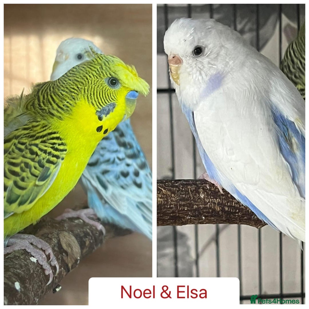 Budgerigars birds for sale: Hand Tame Budgie Chicks - Ready Soon in Chipping Norton - Image 4