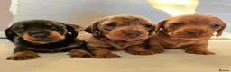 Miniature Dachshund dogs for sale: Beautiful Dachshund Puppies looking for new homes in Grimsby - Advert 3