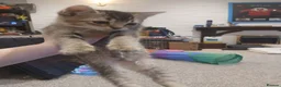 British Shorthair cats for sale: Kittens - Advert 14