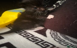Mixed Breed cats for sale: Toxido kittens  - Image 4