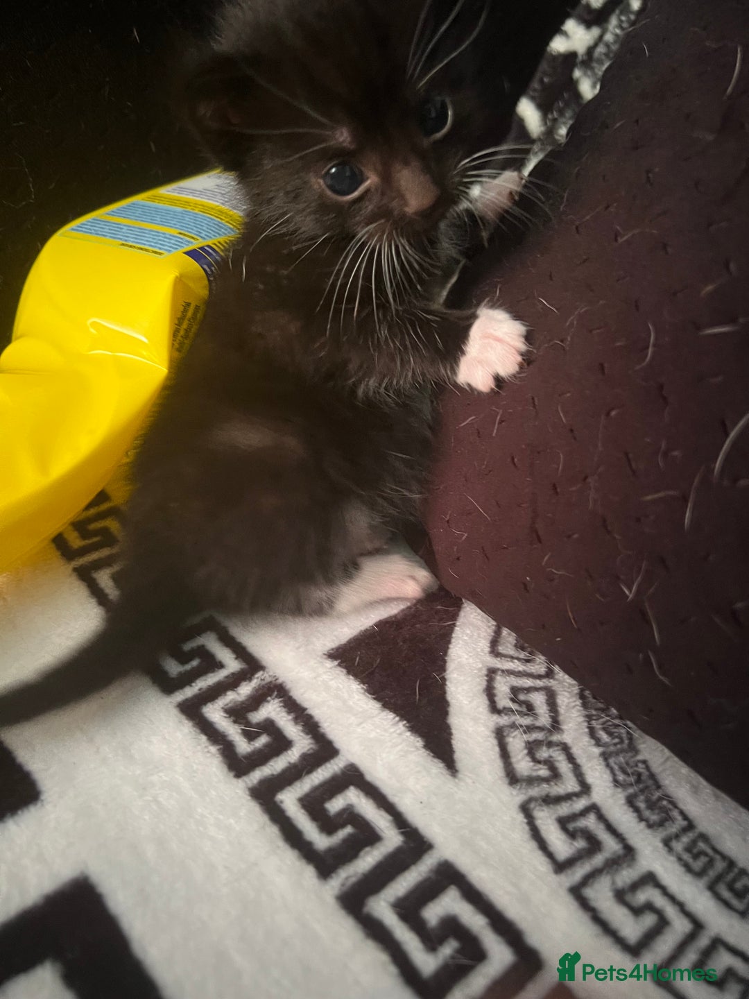 Mixed Breed cats for sale: Toxido kittens  - Image 4