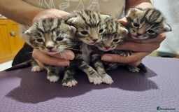 Bengal cats for sale: 4 Beautiful Bengal Kittens For Sale - Image 1