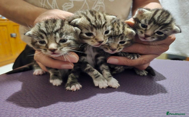 Bengal cats - Advert 1