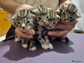 Domestic Shorthair cats - Advert 36