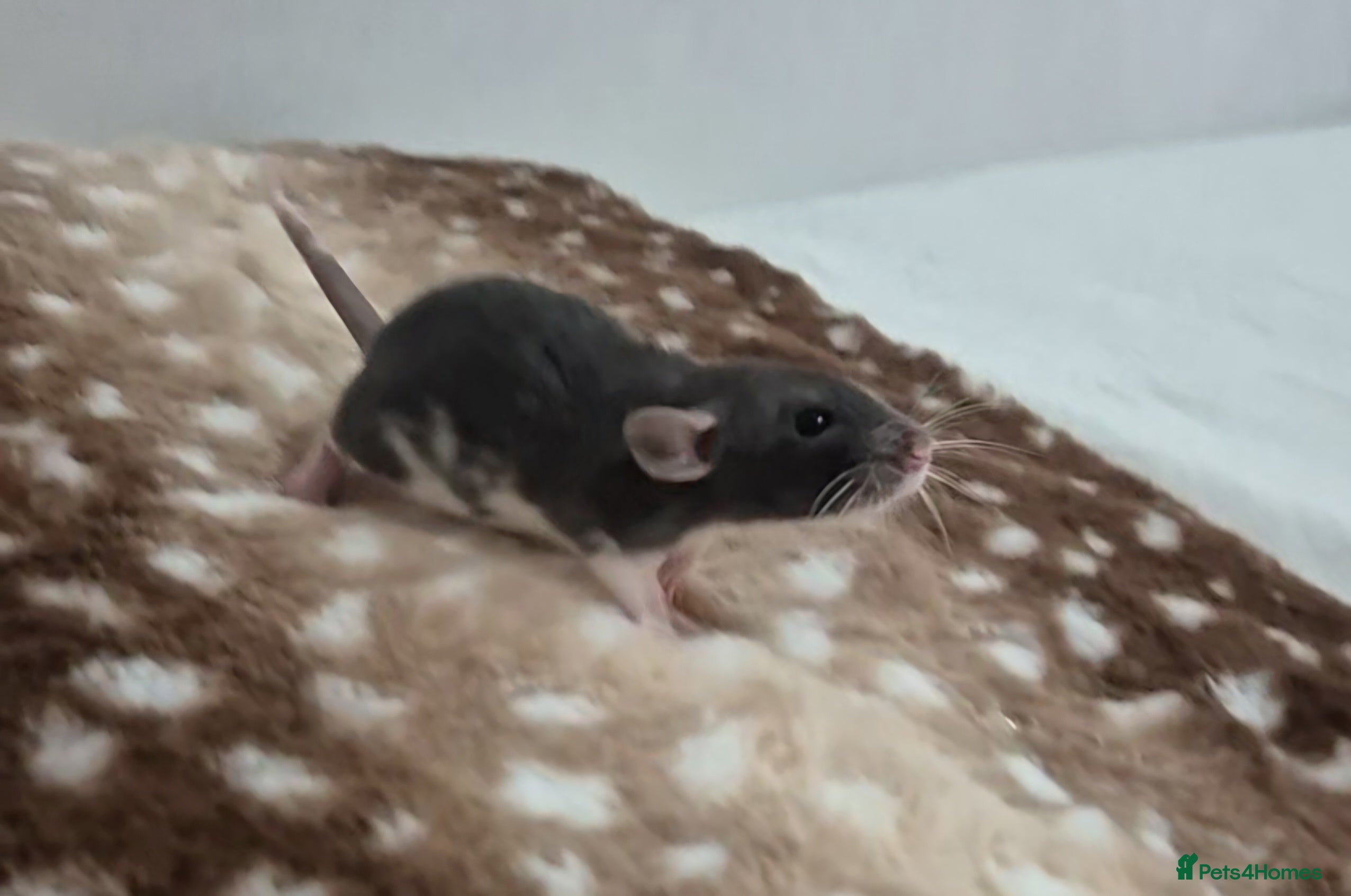 Rat rodents Baby rats 1 litter available now - Advert 1