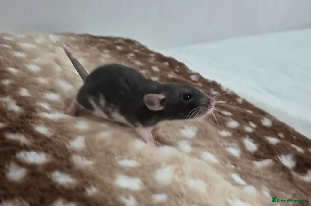 Rat rodents for sale: Baby rats 1 litter available now - Advert 1