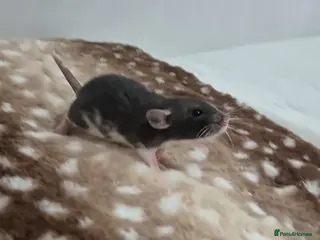 Rat rodents Baby rats 1 litter available now - Advert 13