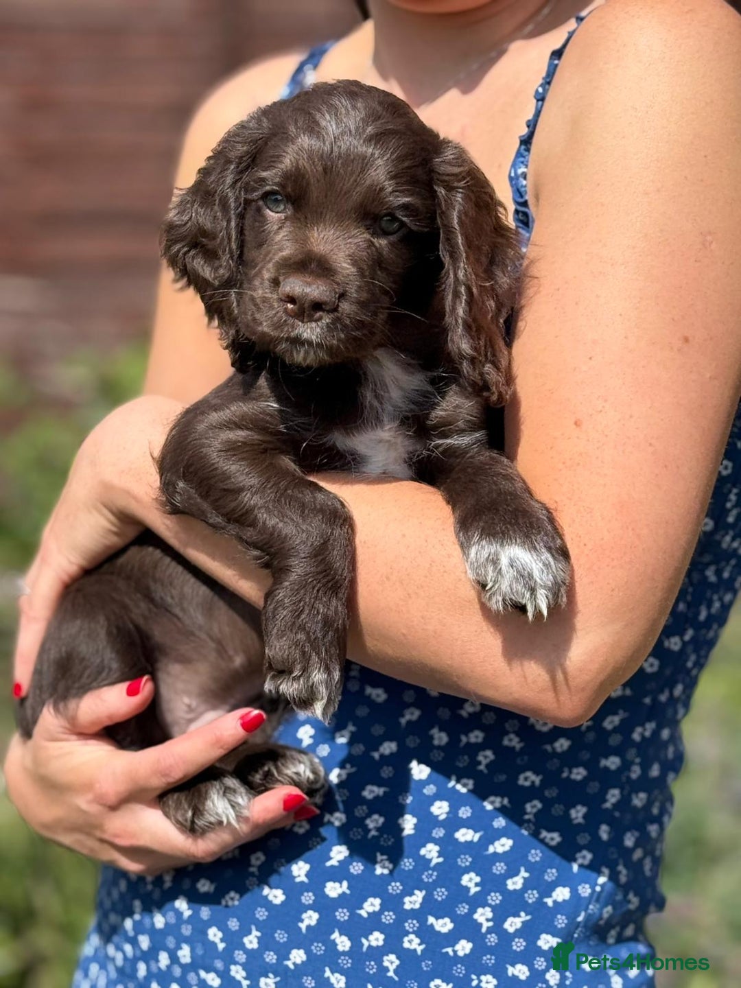 Cocker Spaniel dogs for sale: KC Working Cocker Puppies - 1 Dog Pup Left - Image 2
