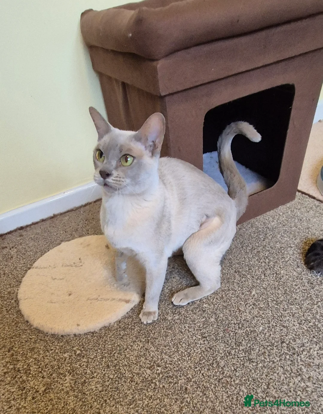 Burmese cats for sale: Gorgeous Lilac Female Burmese Cat - Advert 5