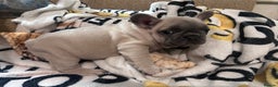 French Bulldog dogs for sale: French Bull Dog Puppies Bitches - Advert 13