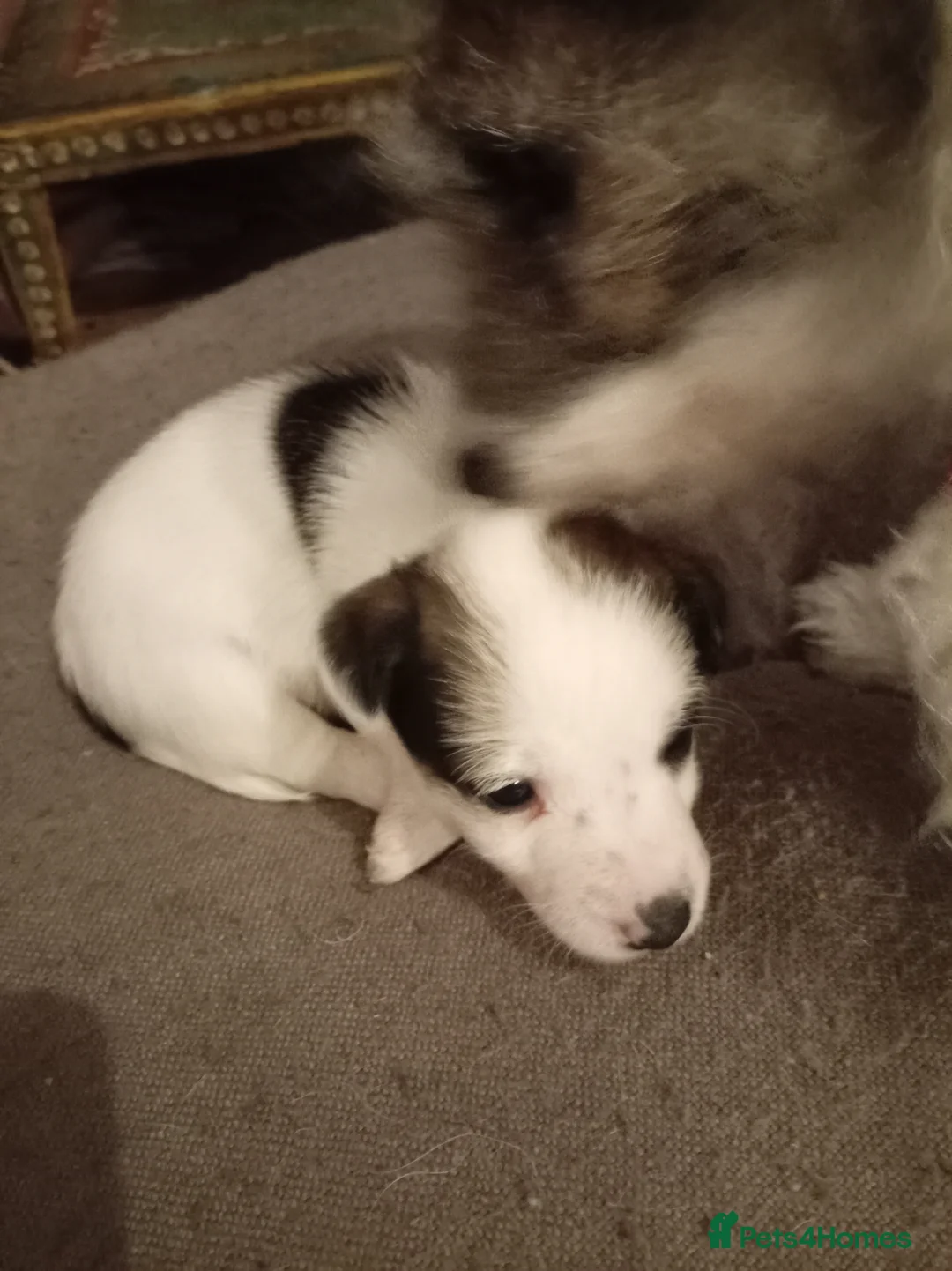 Jack Russell dogs for sale: Jack Russell puppies for sale  - Advert 10