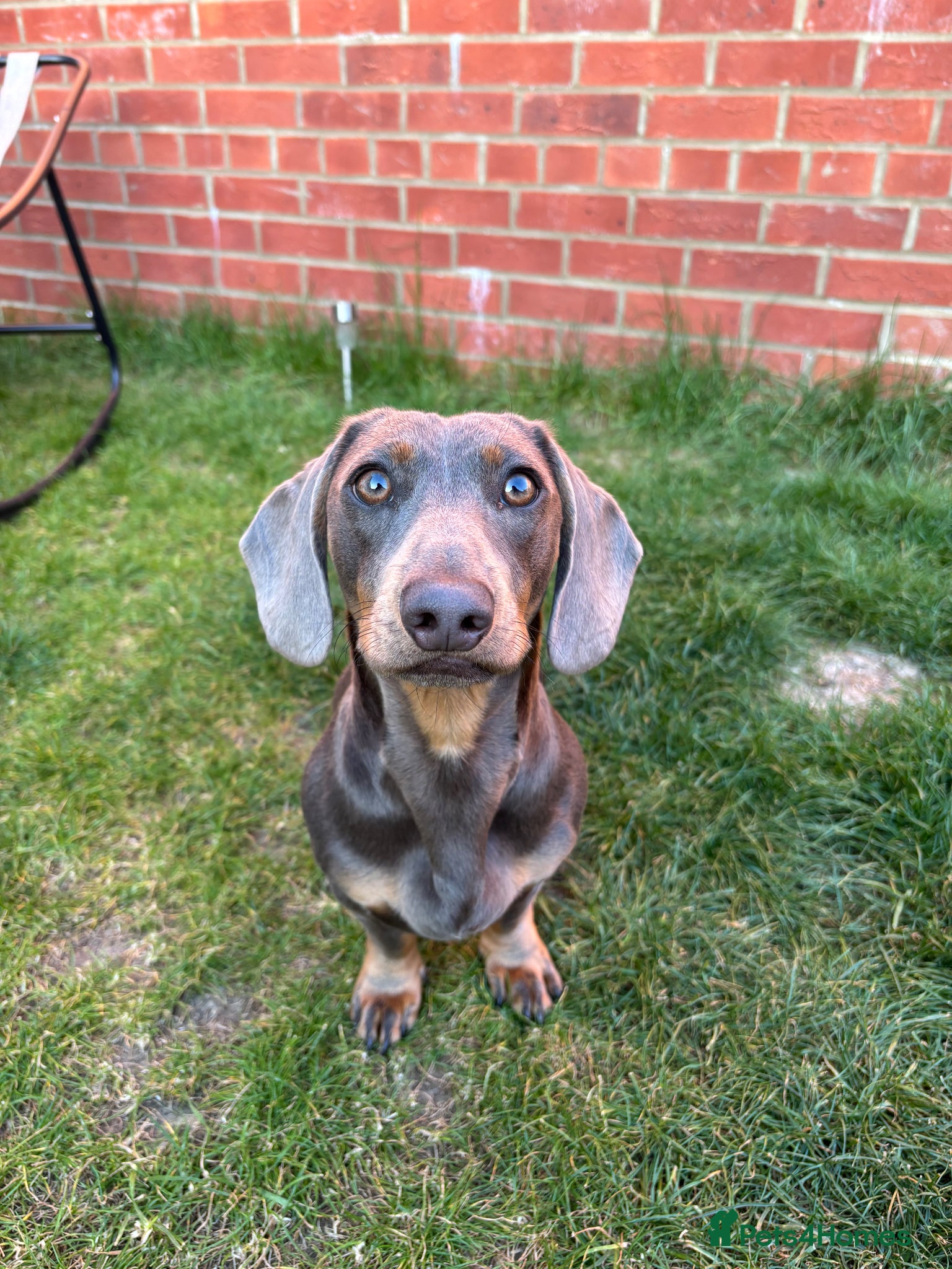 Miniature Dachshund dogs 9-Month-Old Miniature Dachshund – Blue & Tan  - Advert 1