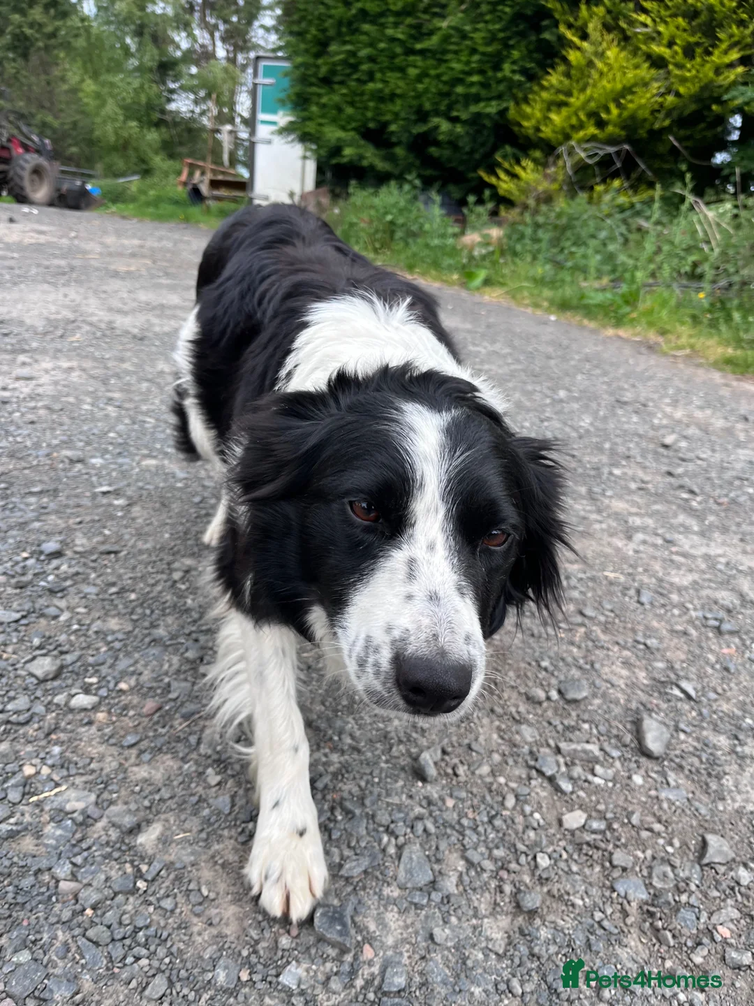 Border Collie dogs for sale: Working border collie pups  - Advert 2