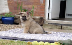 Mixed Breed dogs for sale: Shollies  in Rochdale - Image 11