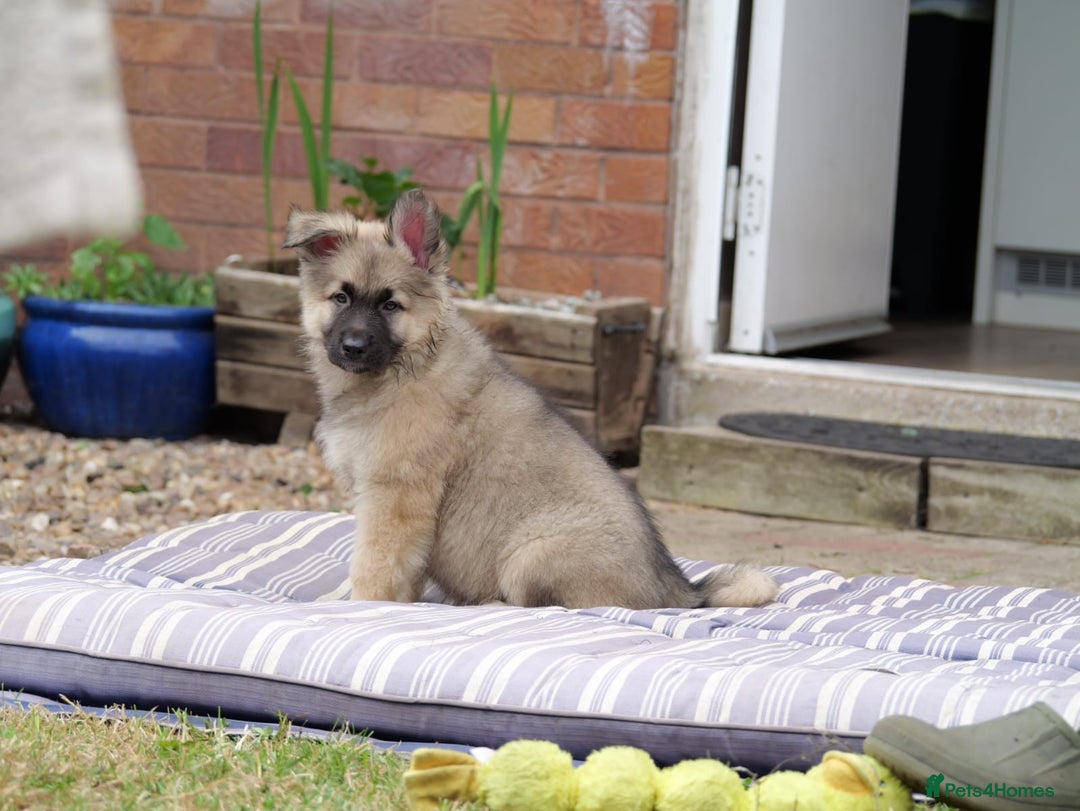 Mixed Breed dogs for sale: Shollies  in Rochdale - Image 11