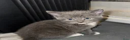 Mixed Breed cats for sale: Beautiful grey / black and white half Mainecoon  - Advert 25