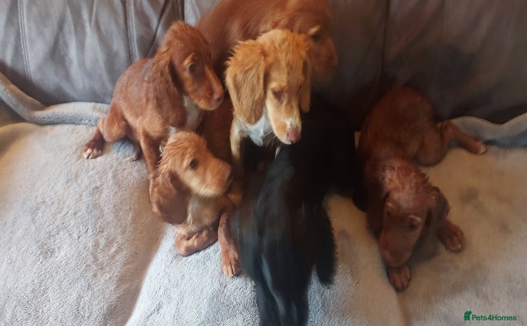 Cocker Spaniel dogs - Advert 1