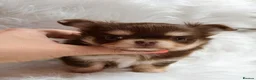 Chihuahua dogs for sale: KC registered long coat chihuahua puppies  - Advert 2