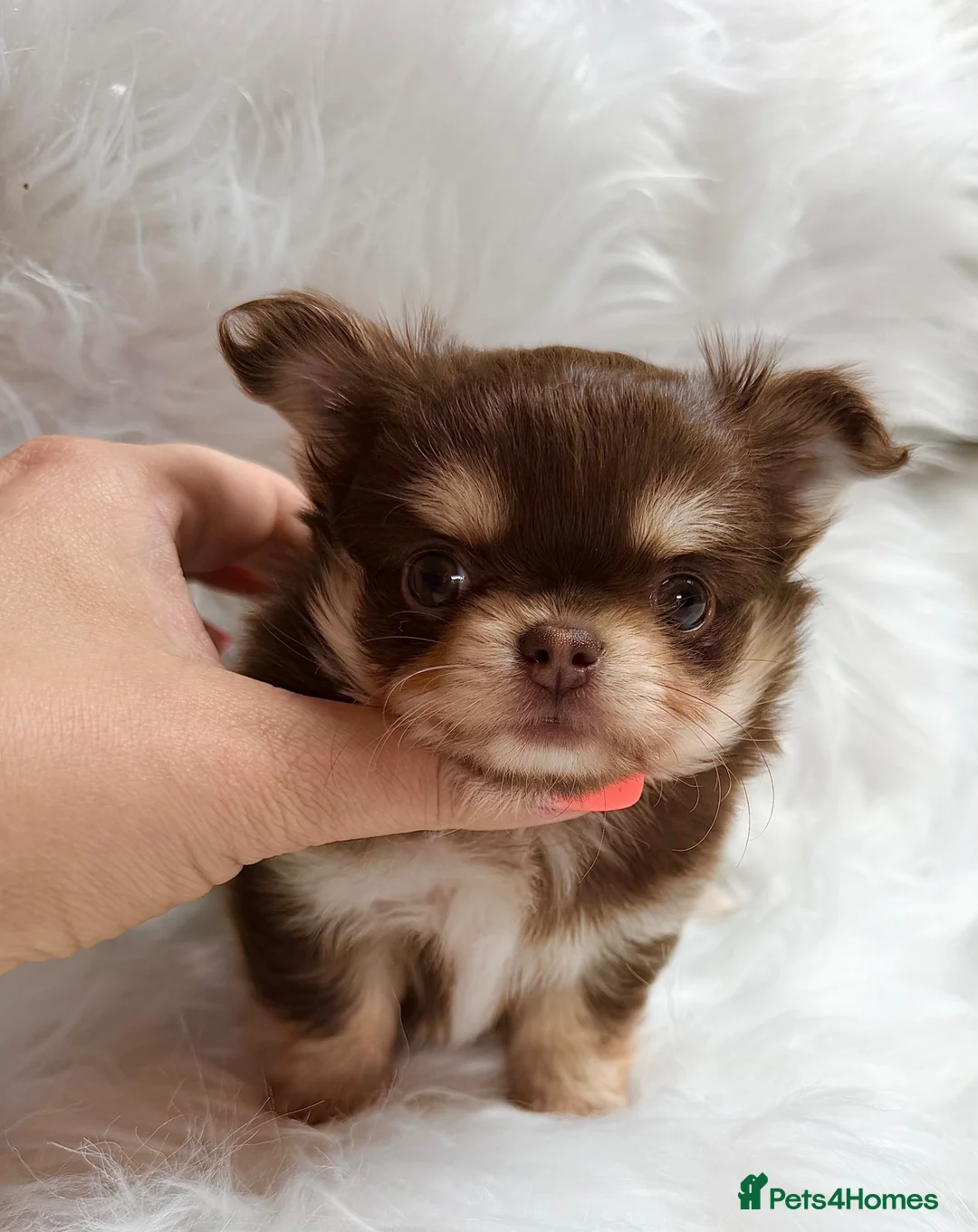 Chihuahua dogs for sale: KC registered long coat chihuahua puppies  - Advert 2