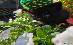 British Shorthair cats for sale: NICE BLACK KITTENS LOOKING FOR NEW HOME  - Image 8
