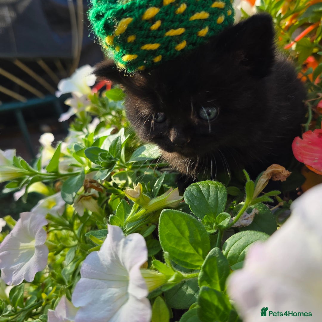 British Shorthair cats for sale: NICE BLACK KITTENS LOOKING FOR NEW HOME  - Image 8