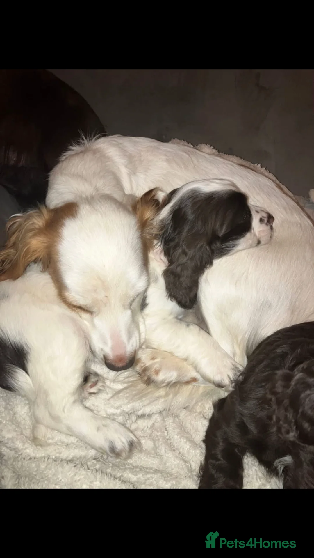 Cocker Spaniel dogs for sale: cocker spaniel puppies  in Chesterfield - Advert 1