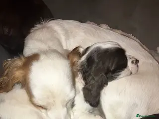 Cocker Spaniel dogs cocker spaniel puppies in Chesterfield - Advert 3