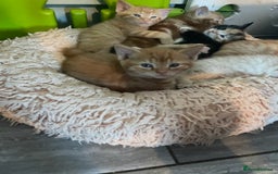Mixed Breed cats for sale: Part Mainecoon Ginger Litter - Image 23