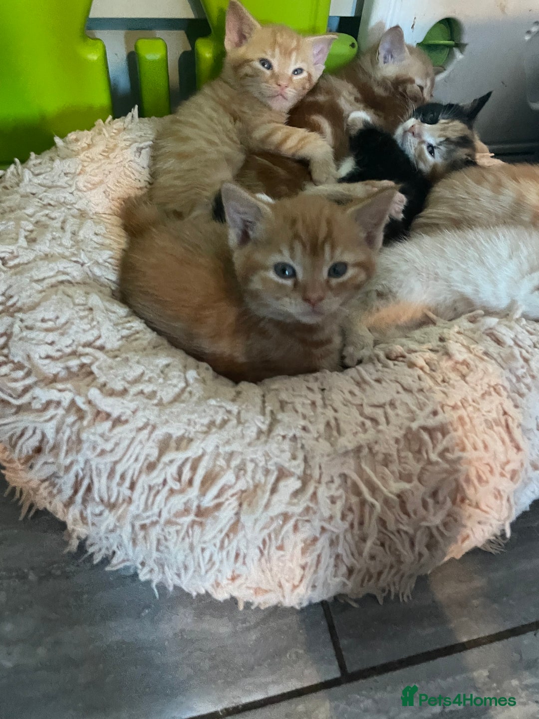 Mixed Breed cats for sale: Part Mainecoon Ginger Litter - Image 23