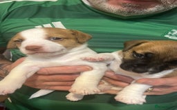 Jack Russell dogs for sale: Jack Russell puppies - Advert 2
