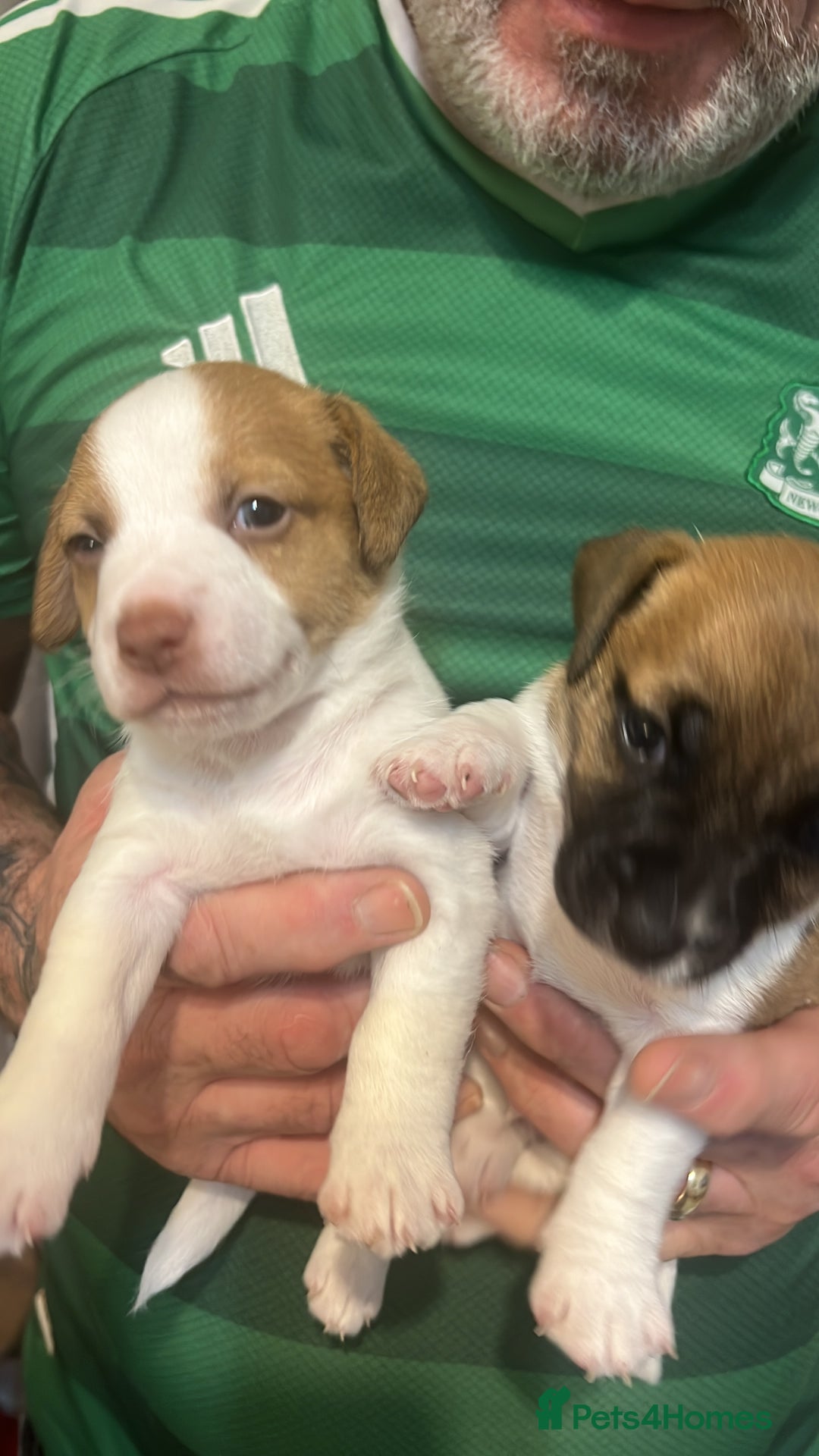 Jack Russell dogs for sale: Jack Russell puppies - Advert 2