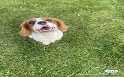 Cockalier dogs for sale: Cavalier Puppy–Loving, Healthy, and Full of Joy - Image 4