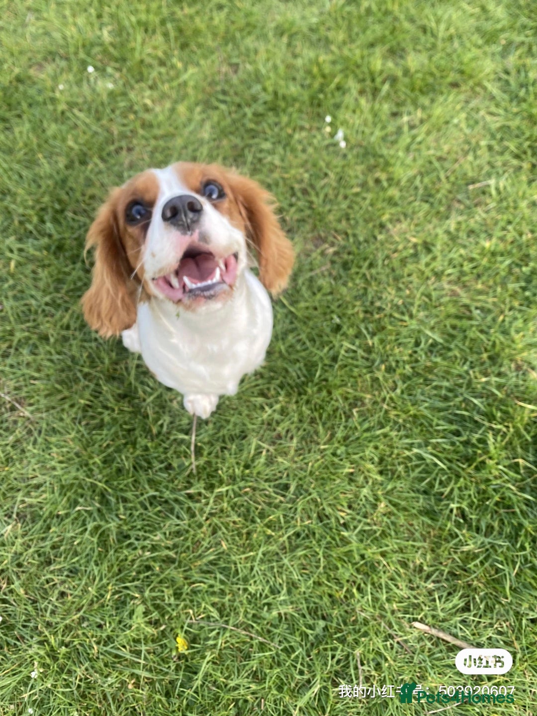 Cockalier dogs for sale: Cavalier Puppy–Loving, Healthy, and Full of Joy - Image 4