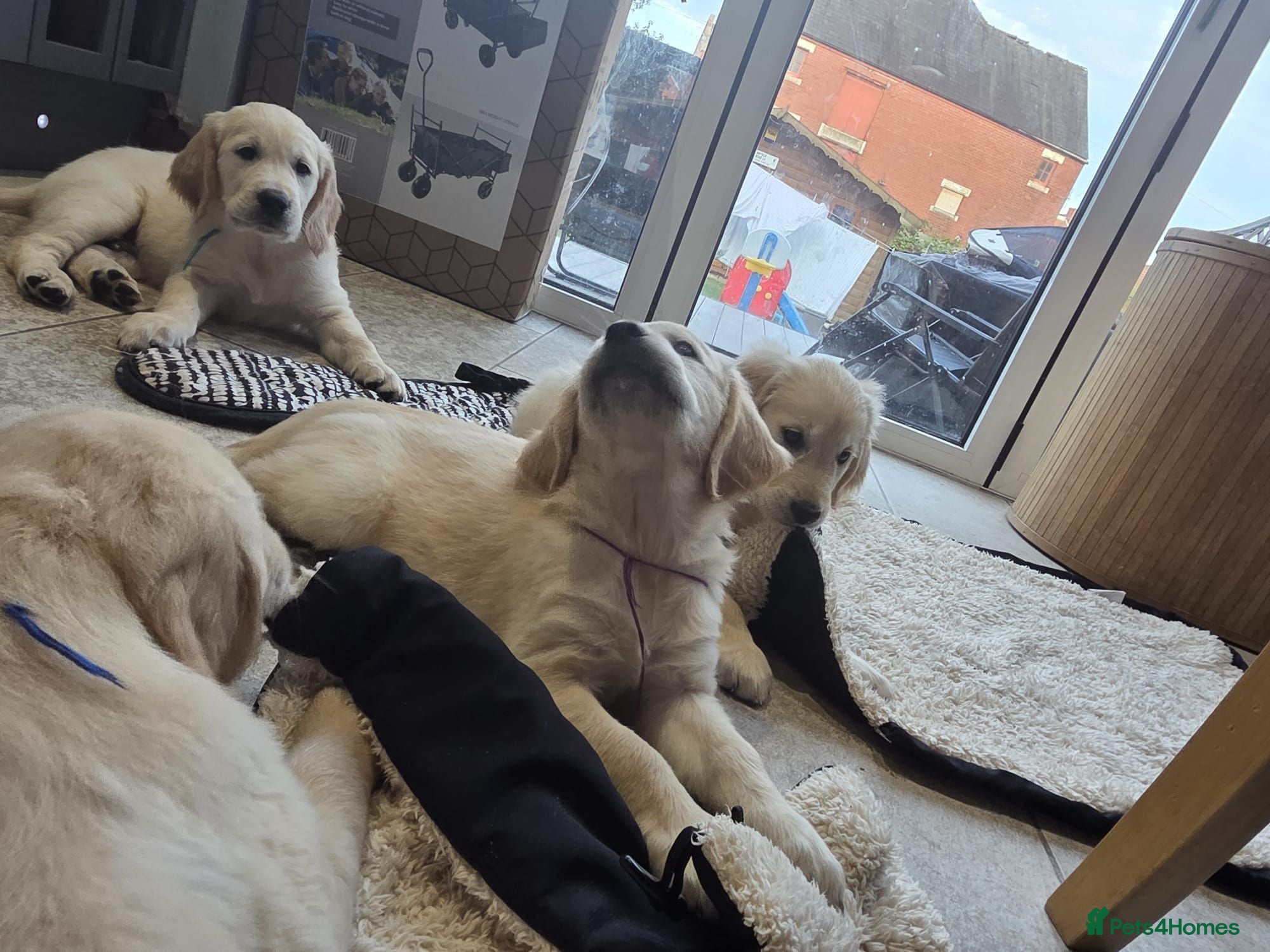 Golden Retriever dogs Ready to go girls and boys available  - Advert 15