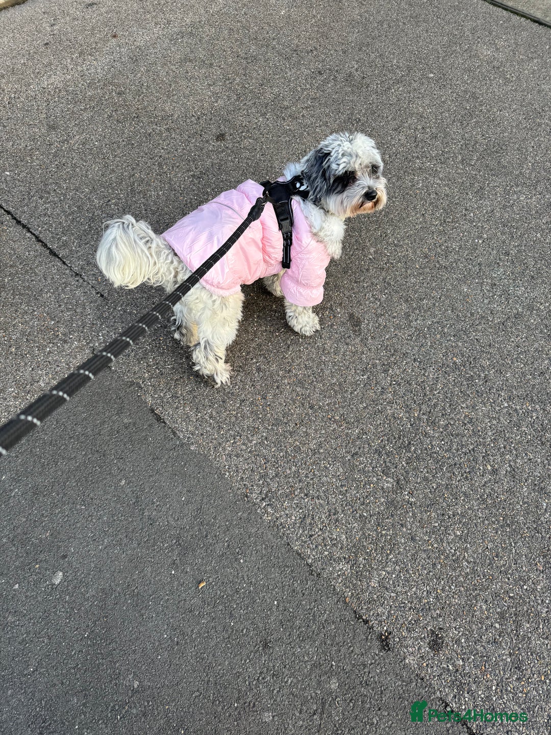 Cockapoo dogs for sale: Cockapoo - Advert 3