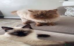 Ragdoll cats for sale: 17 week old male ragdoll kitten - Image 5