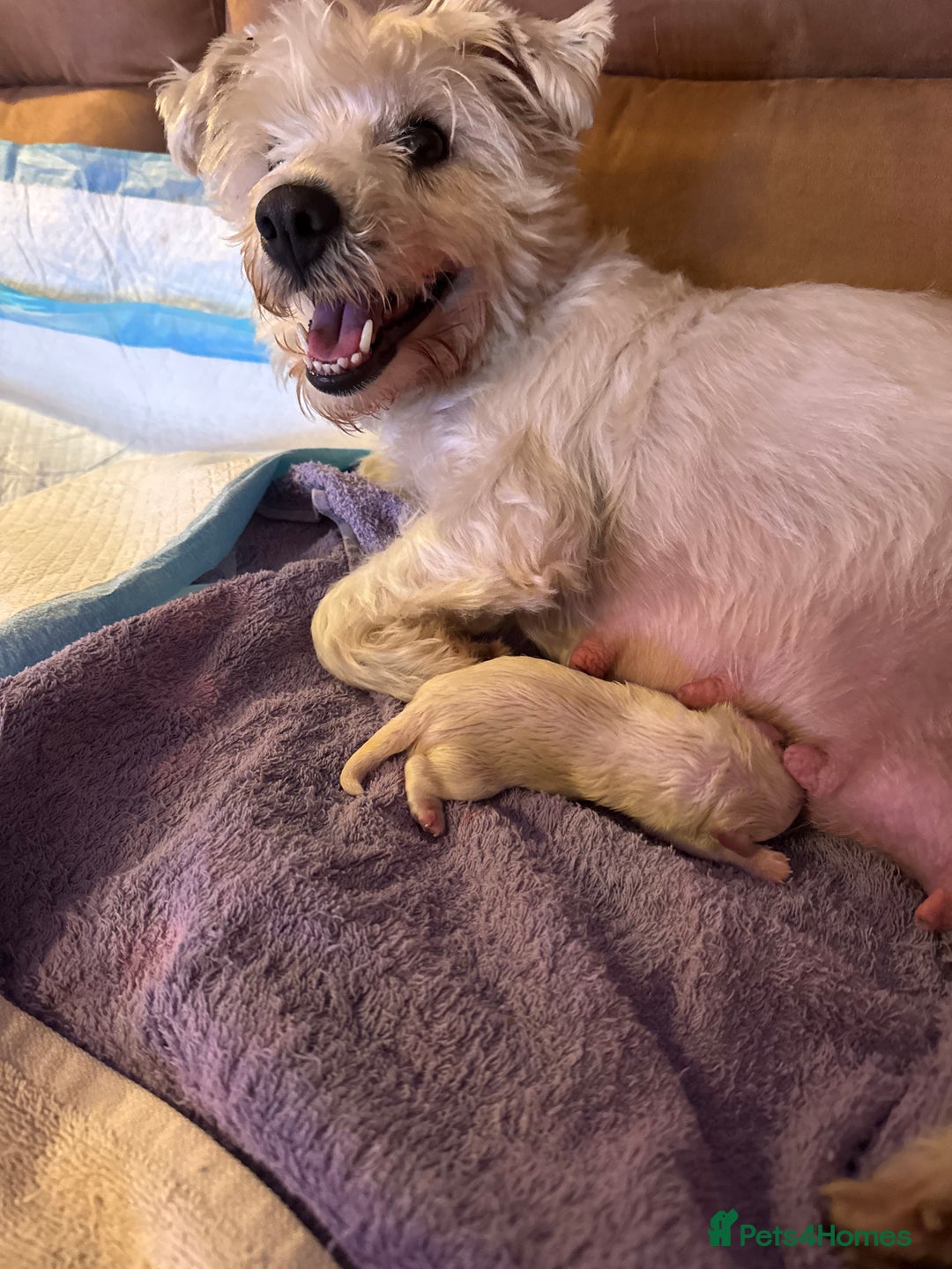 West Highland Terrier dogs for sale: West highland terriers  - Advert 7
