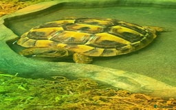 Hermann Tortoise reptiles for sale: Herman’s tortoise for sale  - Image 2