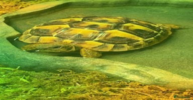 Hermann Tortoise reptiles - Advert 3