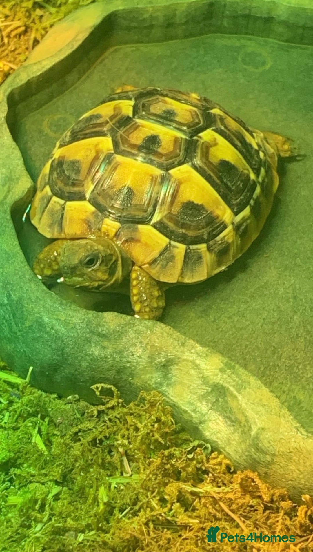 Hermann Tortoise reptiles for sale: Herman’s tortoise for sale  - Image 2