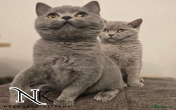 British Shorthair cats for sale: GORGEOUS GCCF REG TEDDYS 🐻🧸 READY TO LEAVE ❗️❗️ - Image 15
